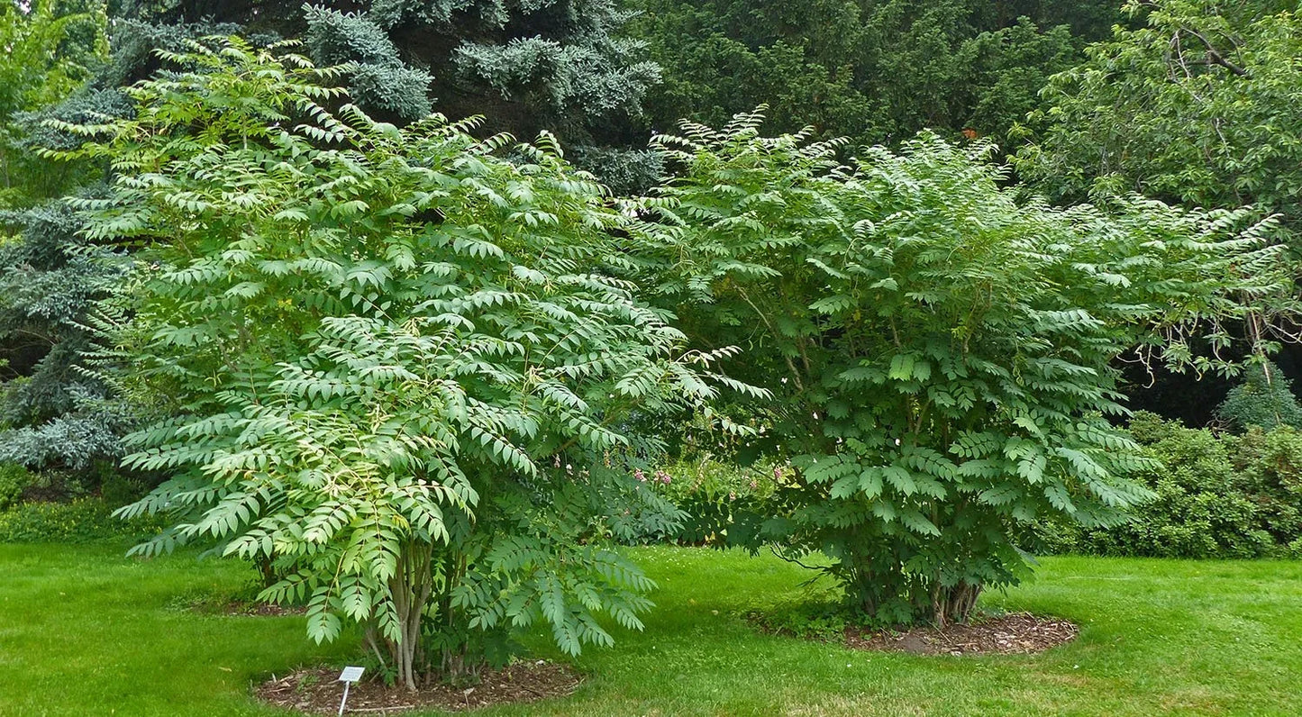 Two large Sausage Fruit trees with green leaves in a garden setting. (Decaisnea fargesii)