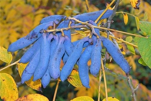 Blue fruits on a Sausage tree branch with yellow leaves in the background