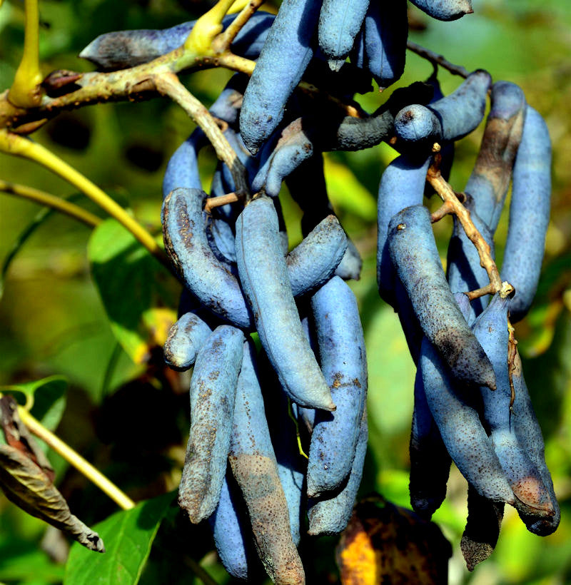 Bunch of blue Sausage fruits hanging from a Sausage tree branch with green leaves in the background. (Decaisnea fargesii)