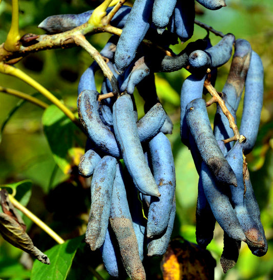 Bunch of blue Sausage fruits hanging from a Sausage tree branch with green leaves in the background. (Decaisnea fargesii)