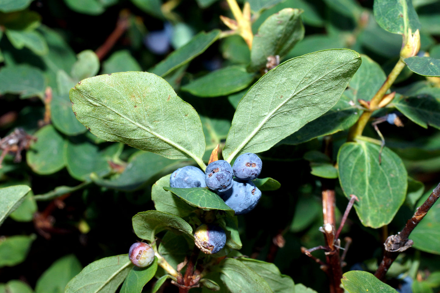 Blue Honey berries growing on a bush with green leaves