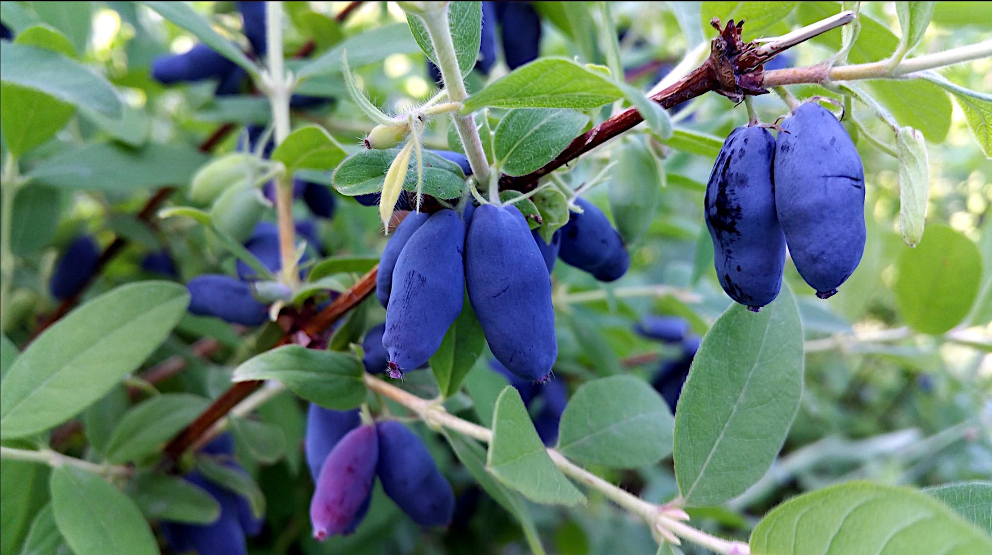 Blue Honeyberry fruits on a branch with green leaves