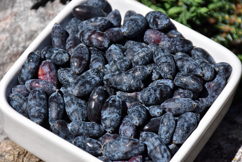 White bowl filled with dark blue Honeyberries on a stone surface with greenery in the background