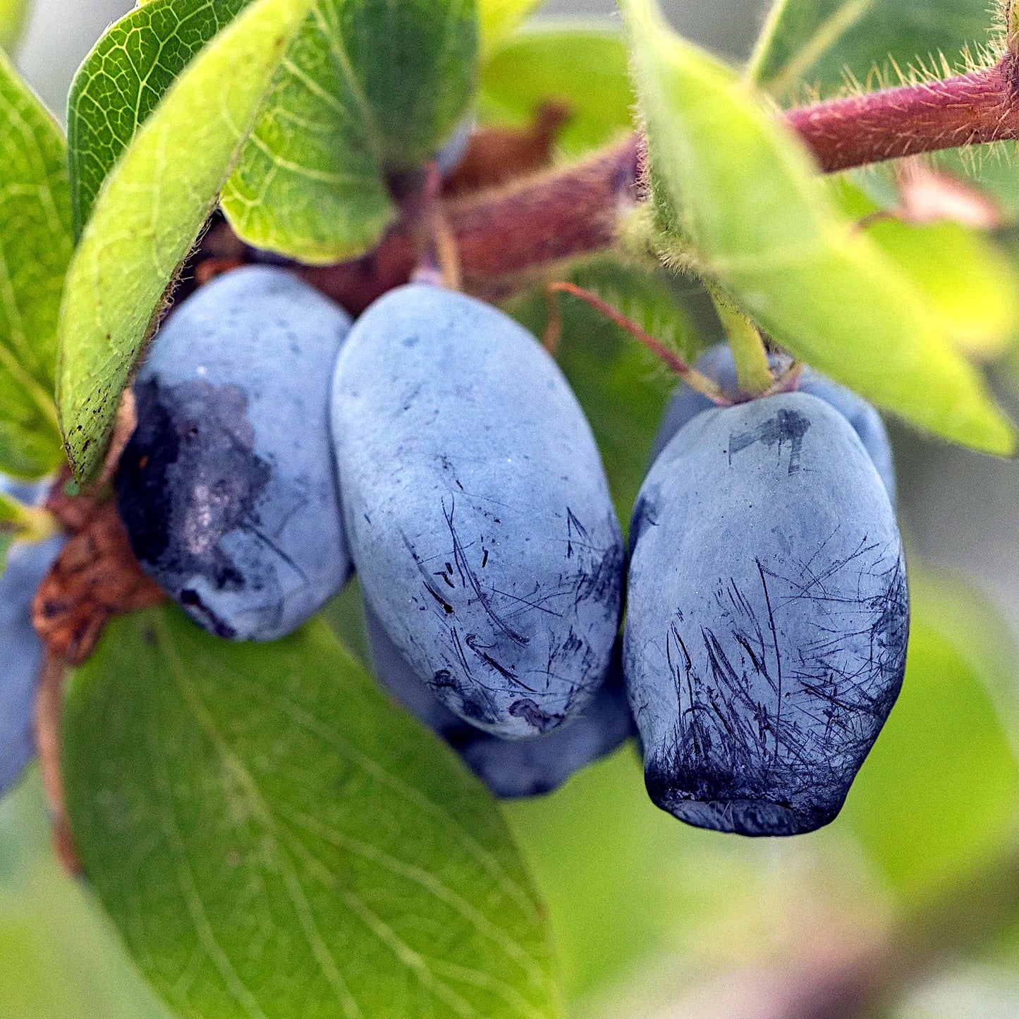 Blue Honeyberry fruits hanging from a vine with green leaves. (Lonicera caerulea)
