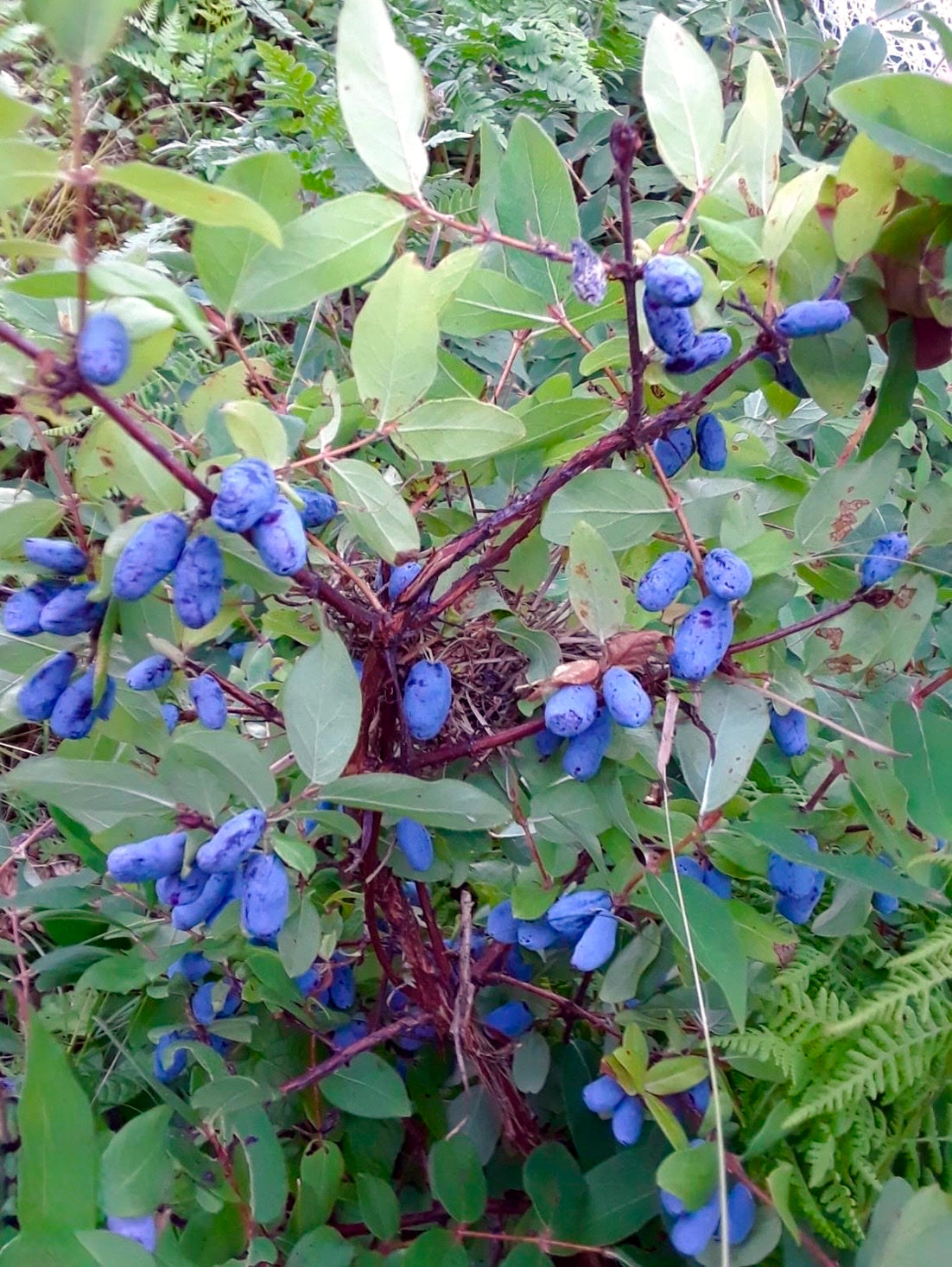 Blue Honey berries on a branch with green leaves in a natural setting