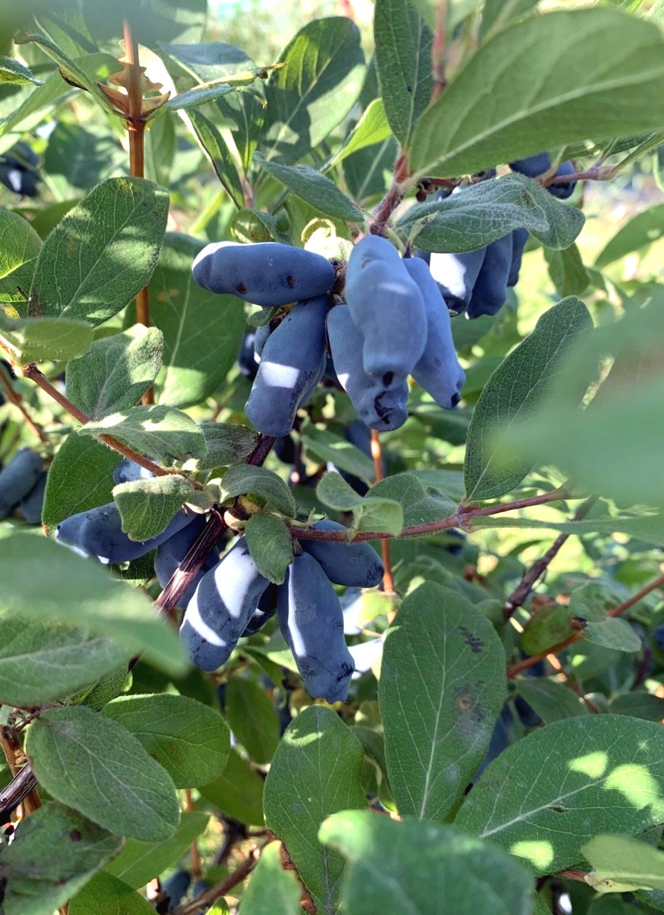 Blue Honey berries growing on a bush with green leaves