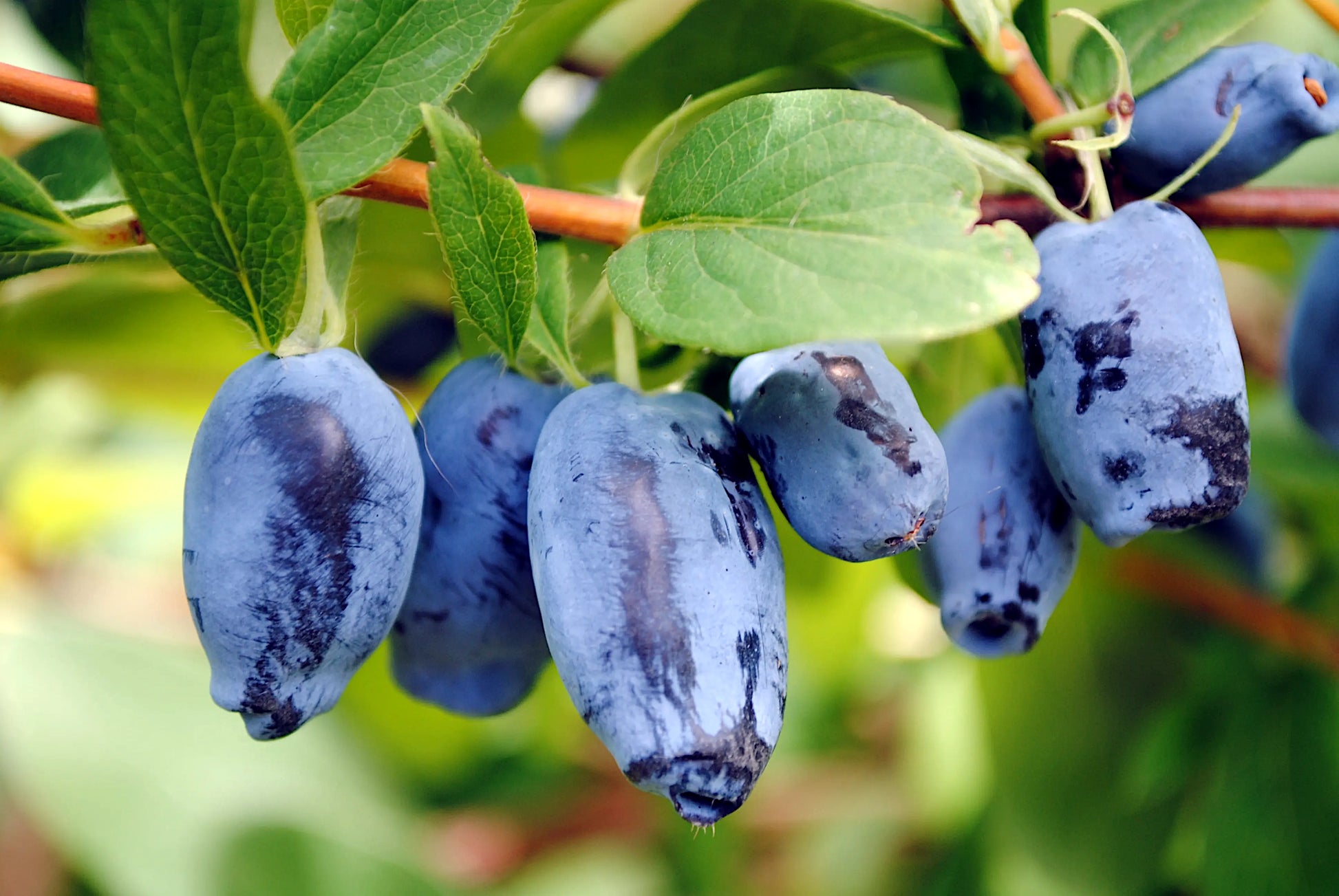 Blue Honeyberry fruits on a branch with green leaves. Lonicera caerulea