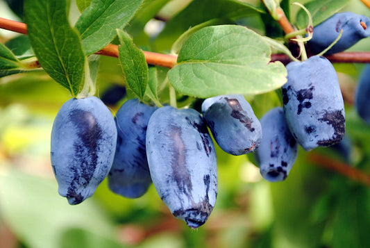 Blue Honeyberry fruits on a branch with green leaves. Lonicera caerulea