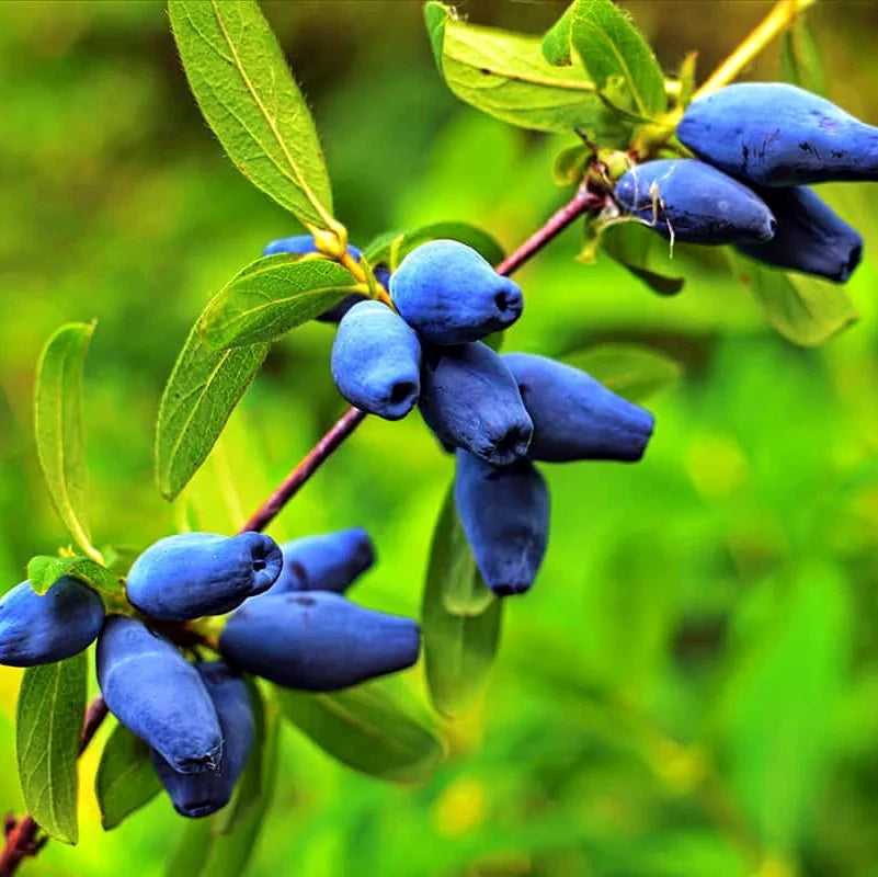 Close-up of blue Honey berries on a green leafy branch