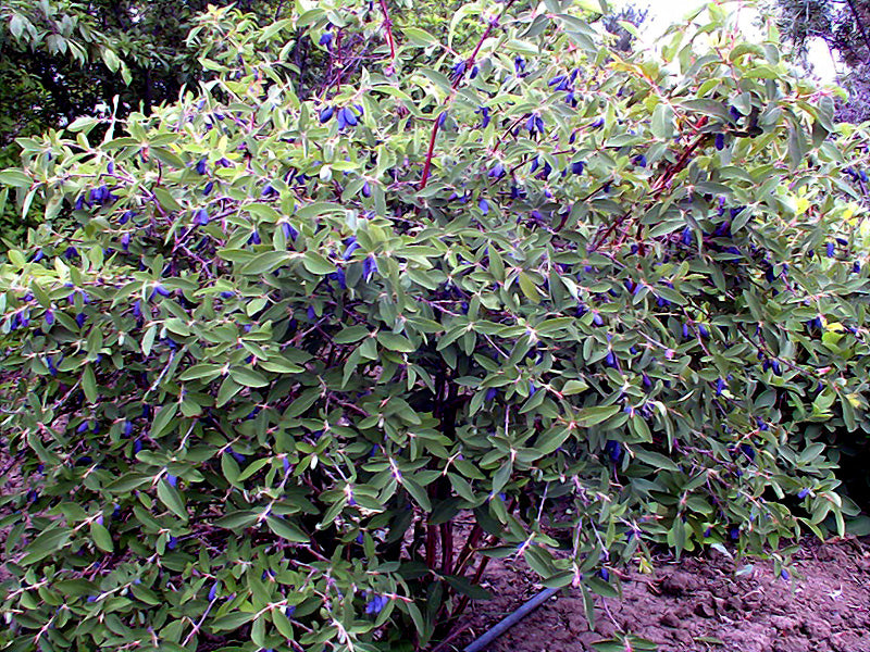 Honeyberry Bush with green leaves and small purple fruits