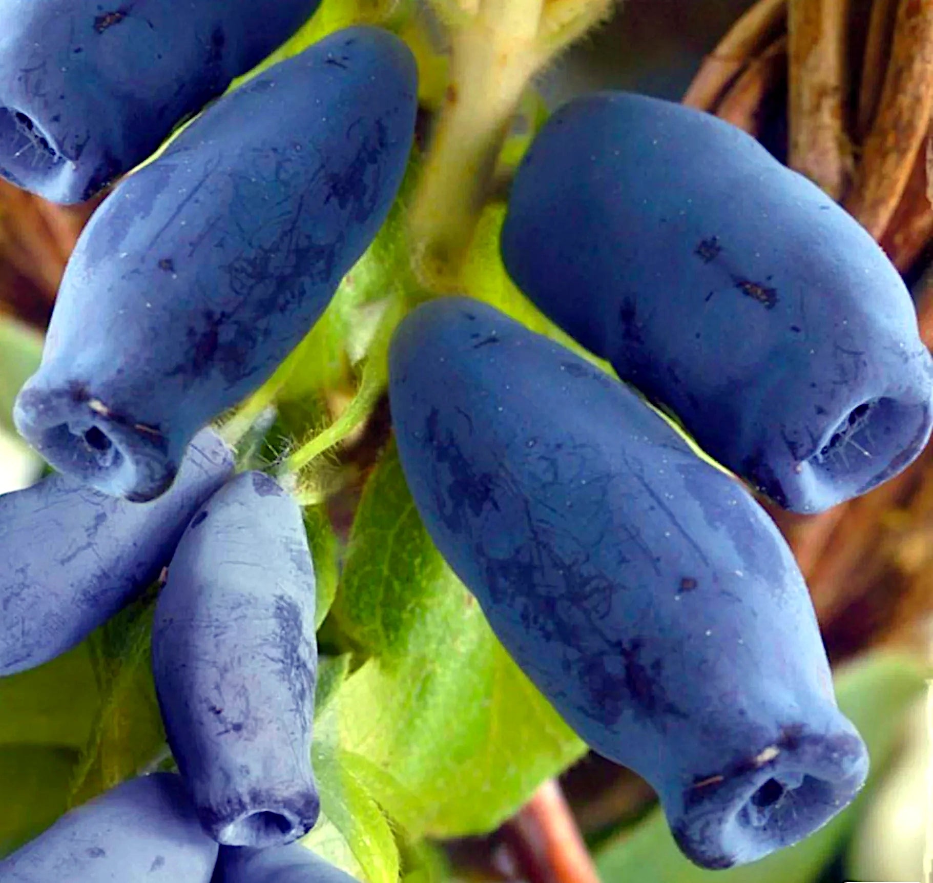 Close-up of blue Honey berries with green leaves in the background