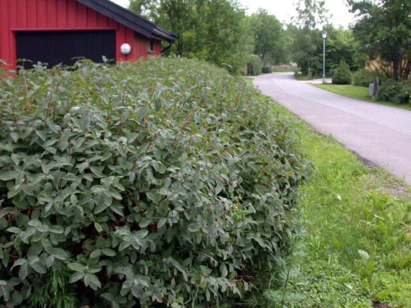 Blue Honeyberry Hedge alongside a road with a red building in the background