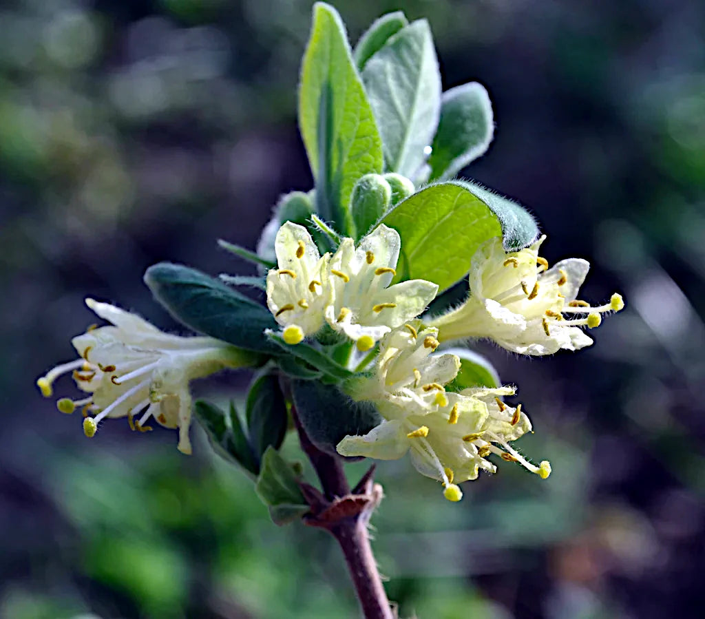 Close-up of white Blue Honeysuckle flowers with green leaves on a blurred background