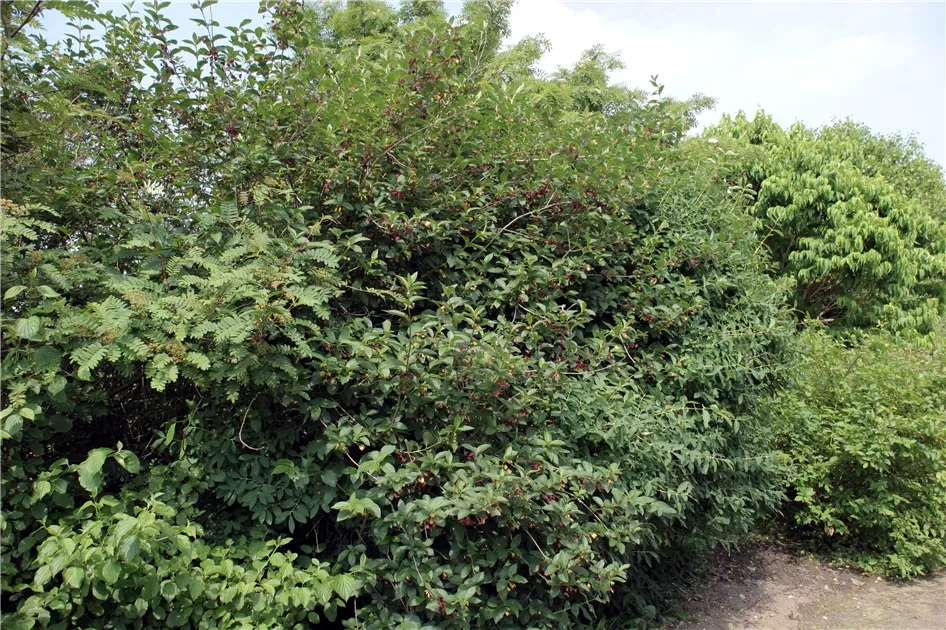 Green blue honeyberry bush with red berries in a natural setting