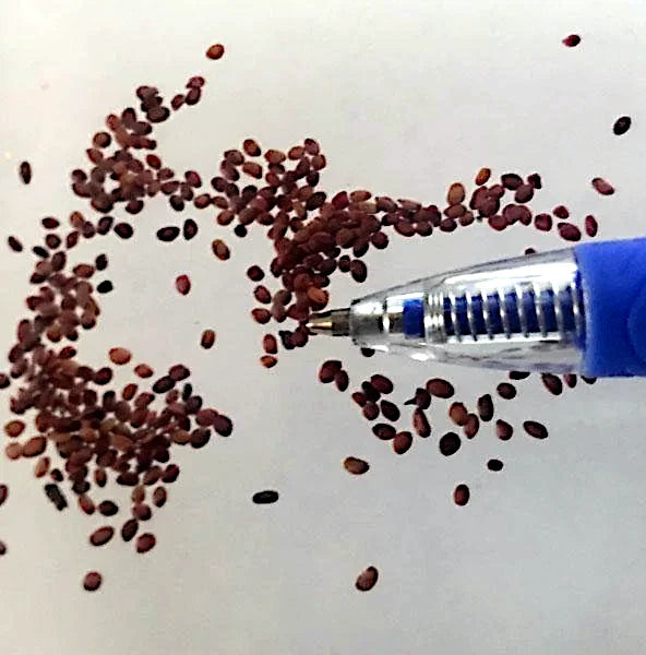 Pen head showing small size of Honeyberry seeds onto a white surface