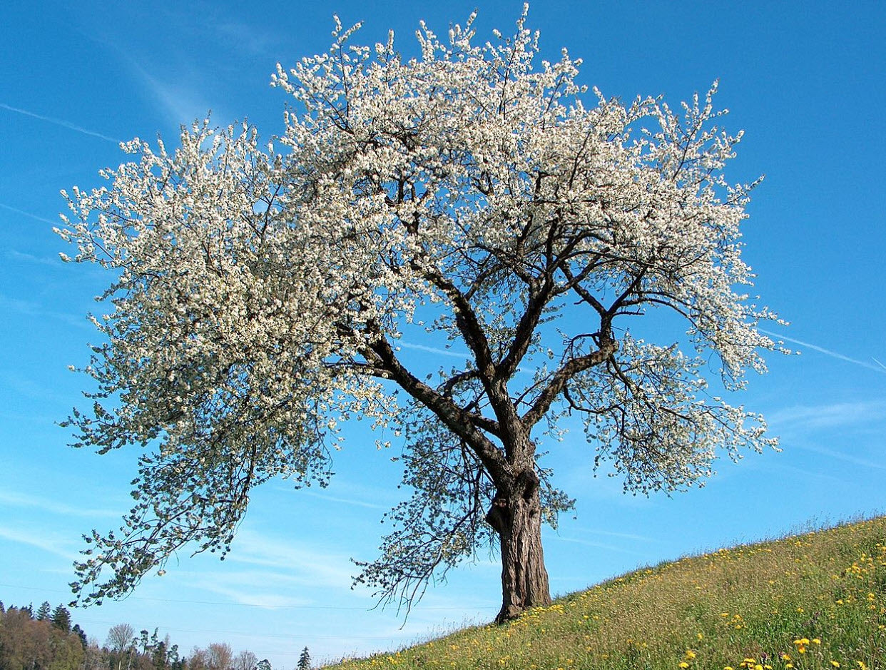 Wild Cherry Tree with white blossoms against a clear blue sky