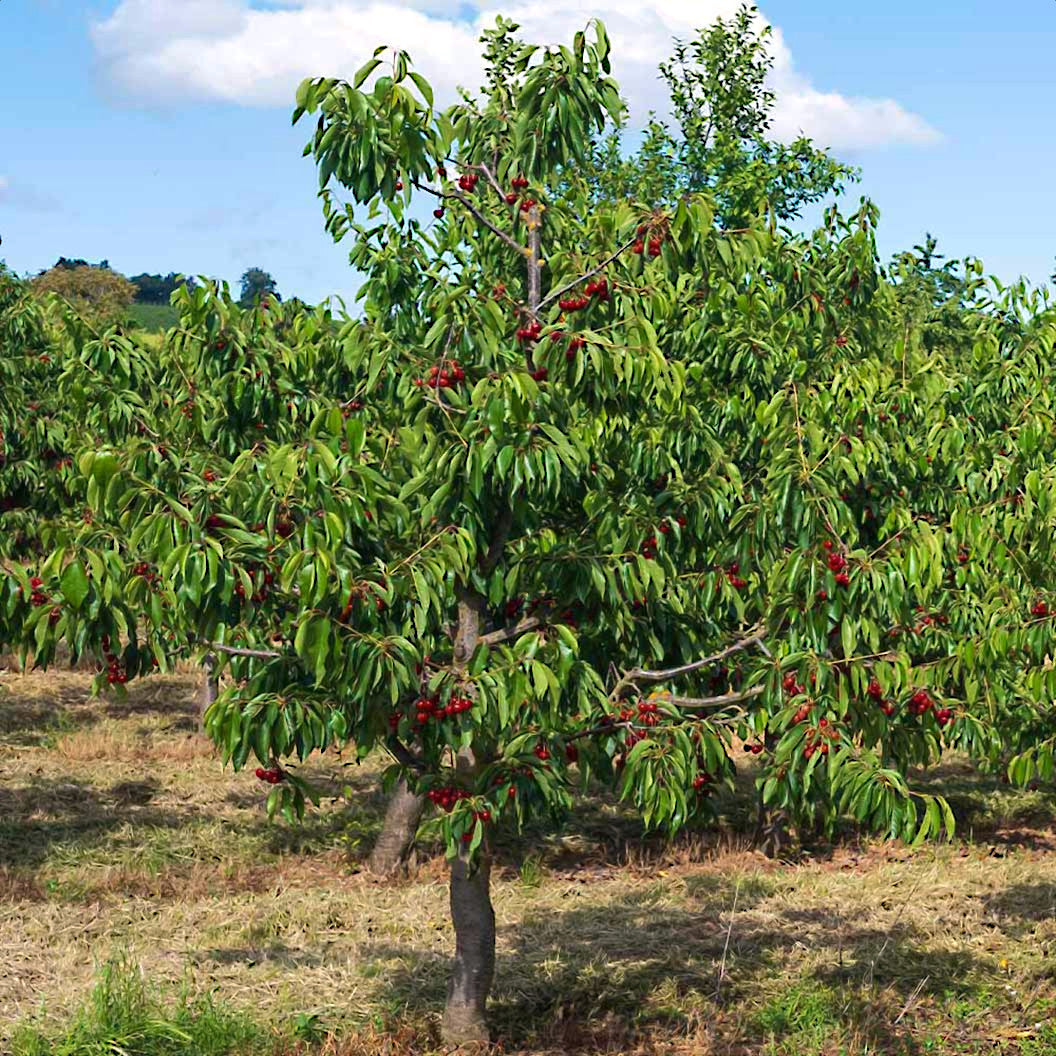 Mazzard Sweet Cherry tree with ripe red cherries in an orchard setting. (Prunus avium)
