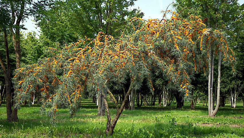 Sea Buckthorn tree with yellow flowers in a forest setting