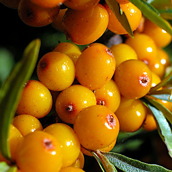 Close-up of bright yellow Sea Buckthorn berries with green leaves