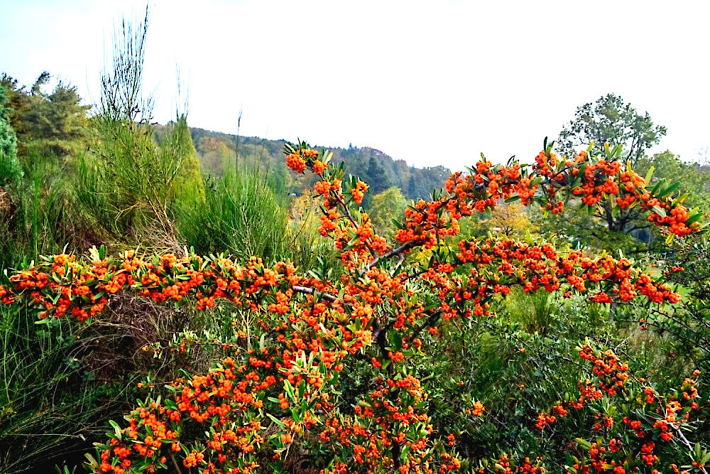 (Hippophae rhamnoides) plant with bright orange Sea Buckthorn berries in a natural setting