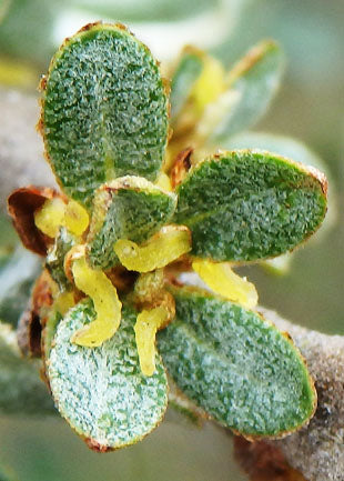 Close-up of Sea Buckthorn green leaves with yellowish centers on a blurred natural background