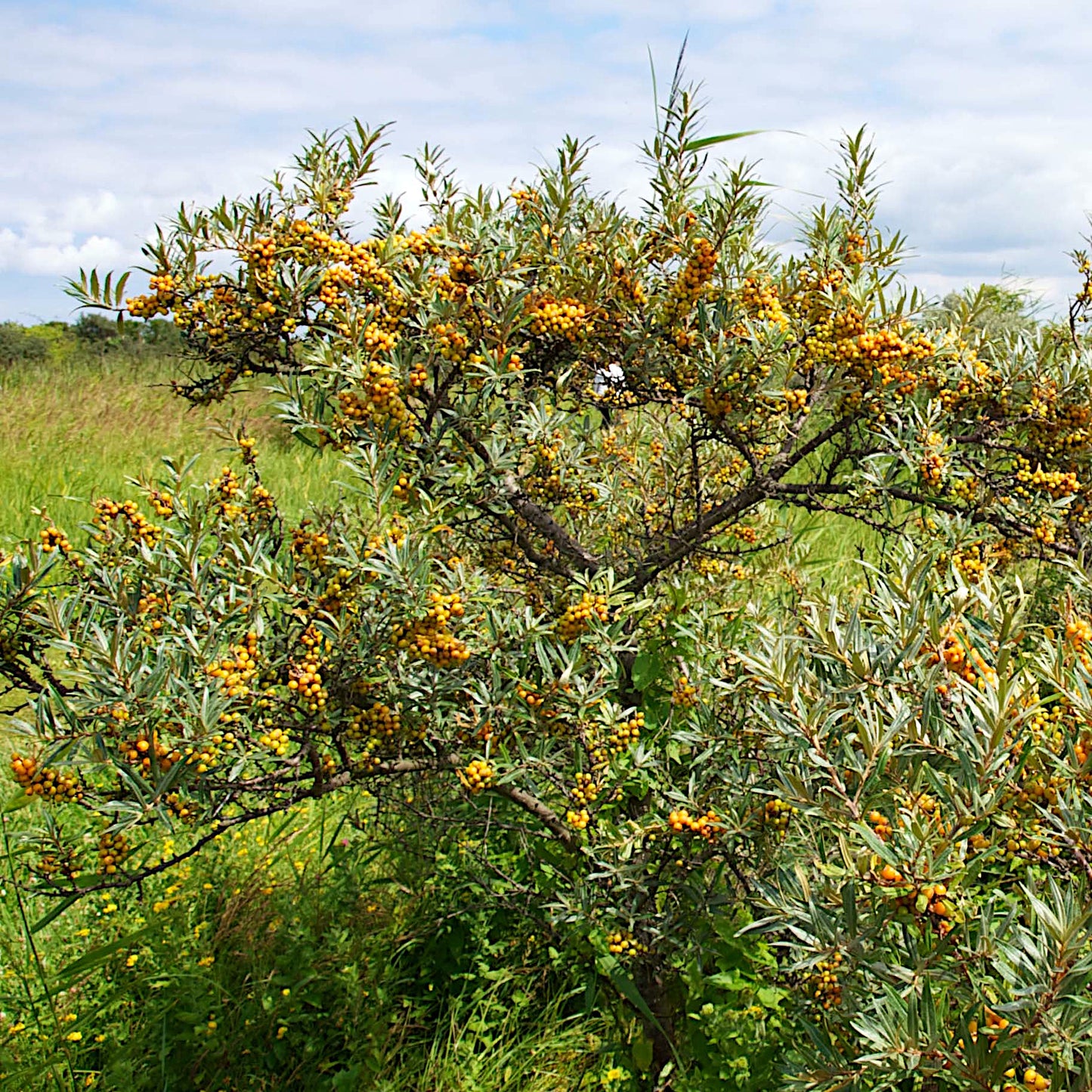 Sea Buckthorn tree with yellow berries in a grassy field