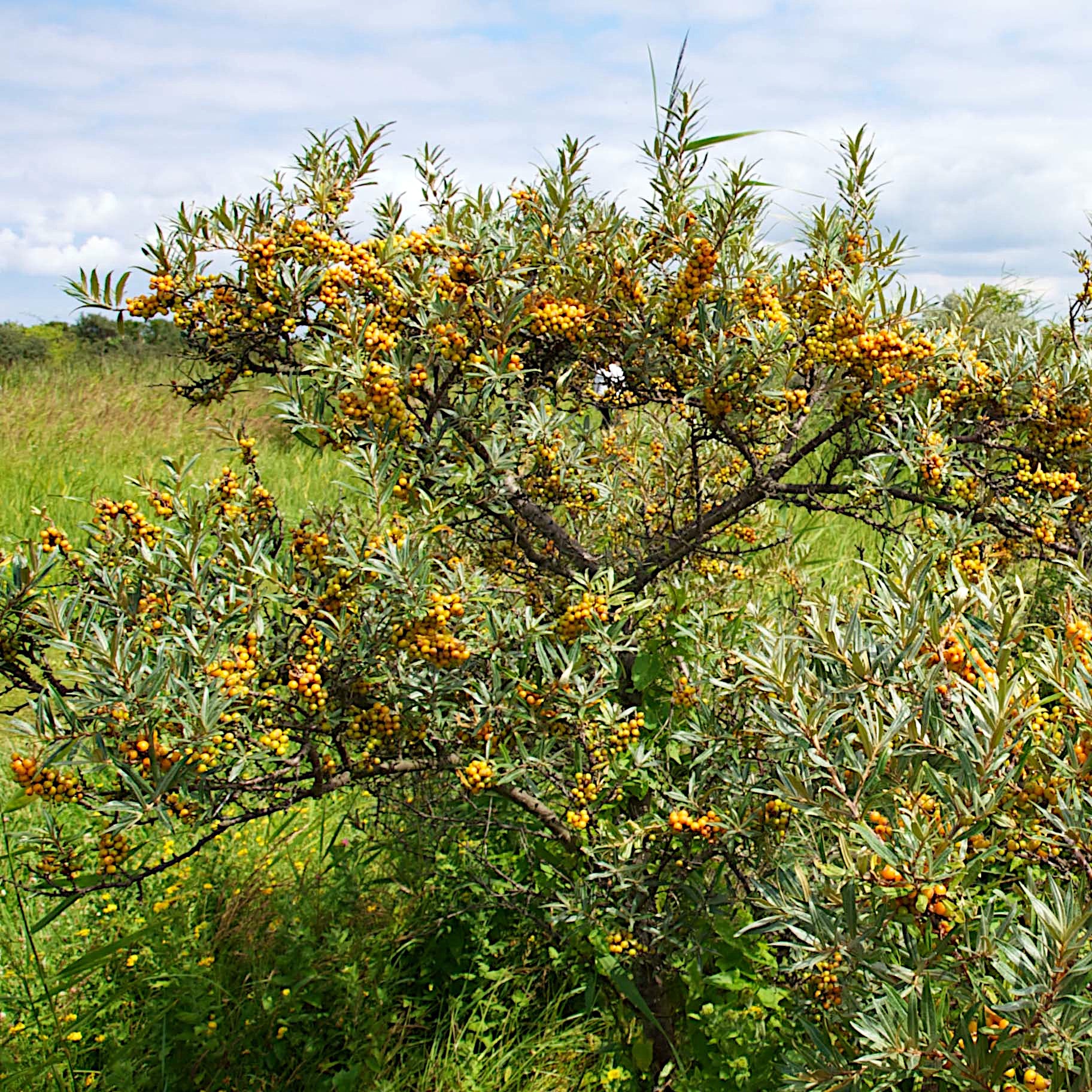 Sea Buckthorn tree with yellow berries in a grassy field