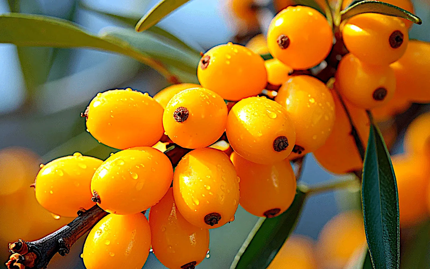 Close-up of yellow Sea Buckthorn berries on a branch with green leaves.