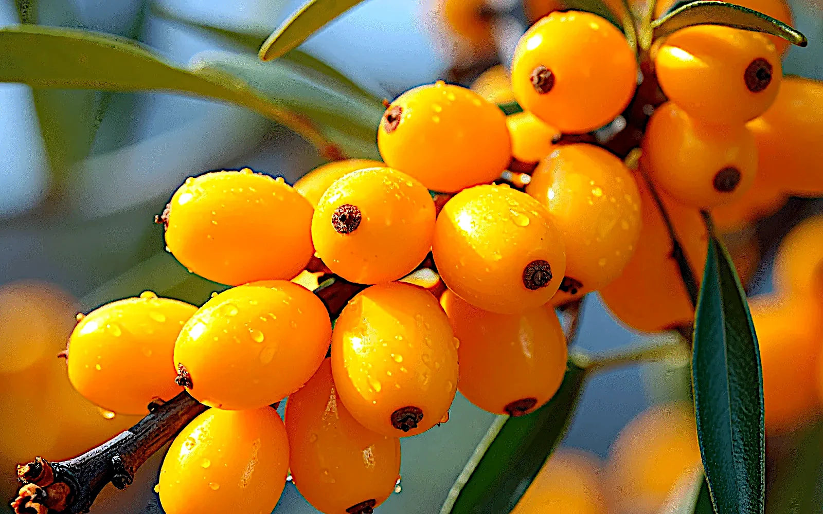 Close-up of yellow Sea Buckthorn berries on a branch with green leaves.