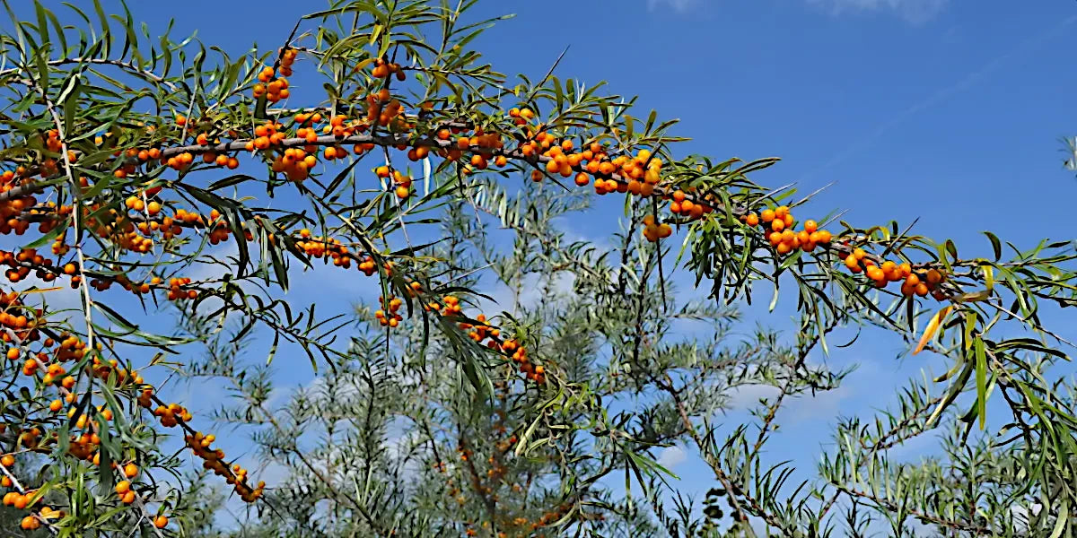 Branches of a tree with orange Sea Buckthorn berries against a blue sky