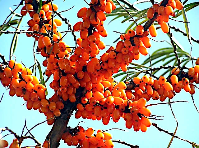 Branches of a Sea Buckthorn tree laden with bright orange berries against a clear blue sky.