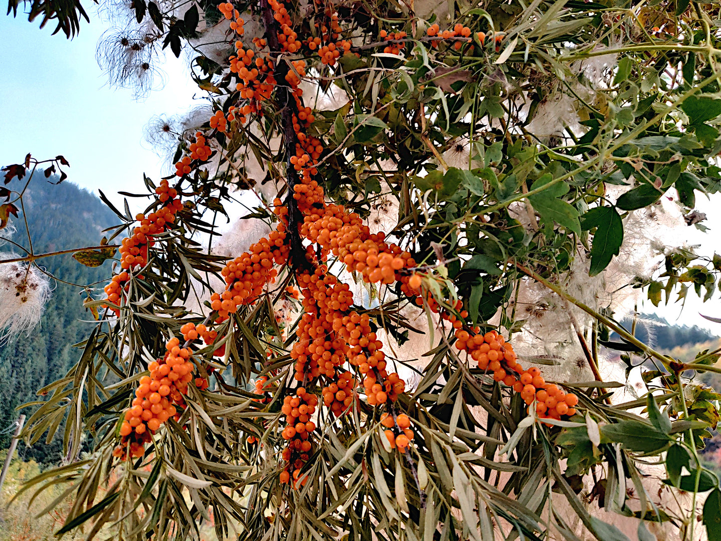 Branches with orange Sea Buckthorn  berries (Hippophae rhamnoides) and green leaves against a mountainous background