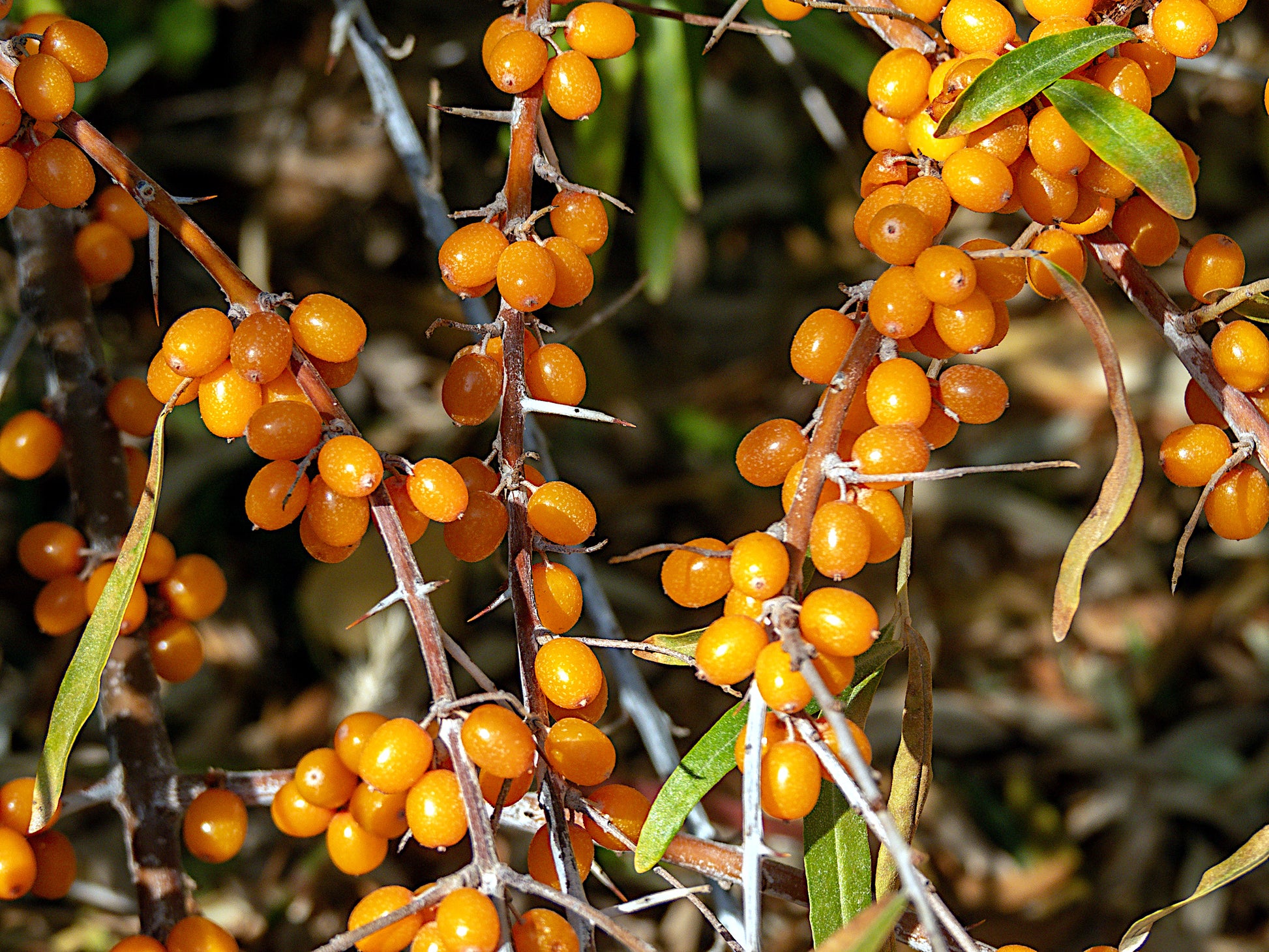 Close-up of orange Sea Buckthorn berries on a branch with green leaves.