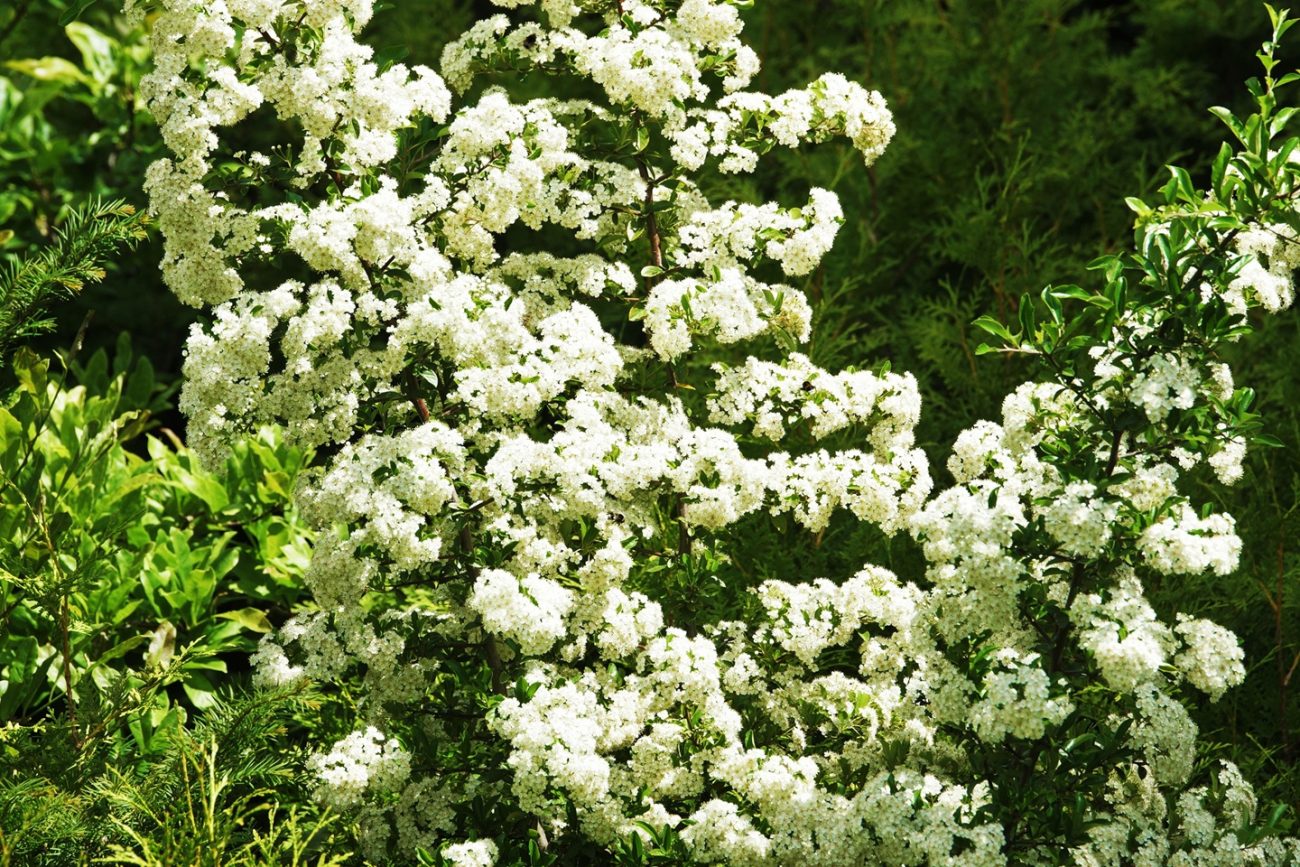 White flowering Sea Buckthorn bush with green foliage