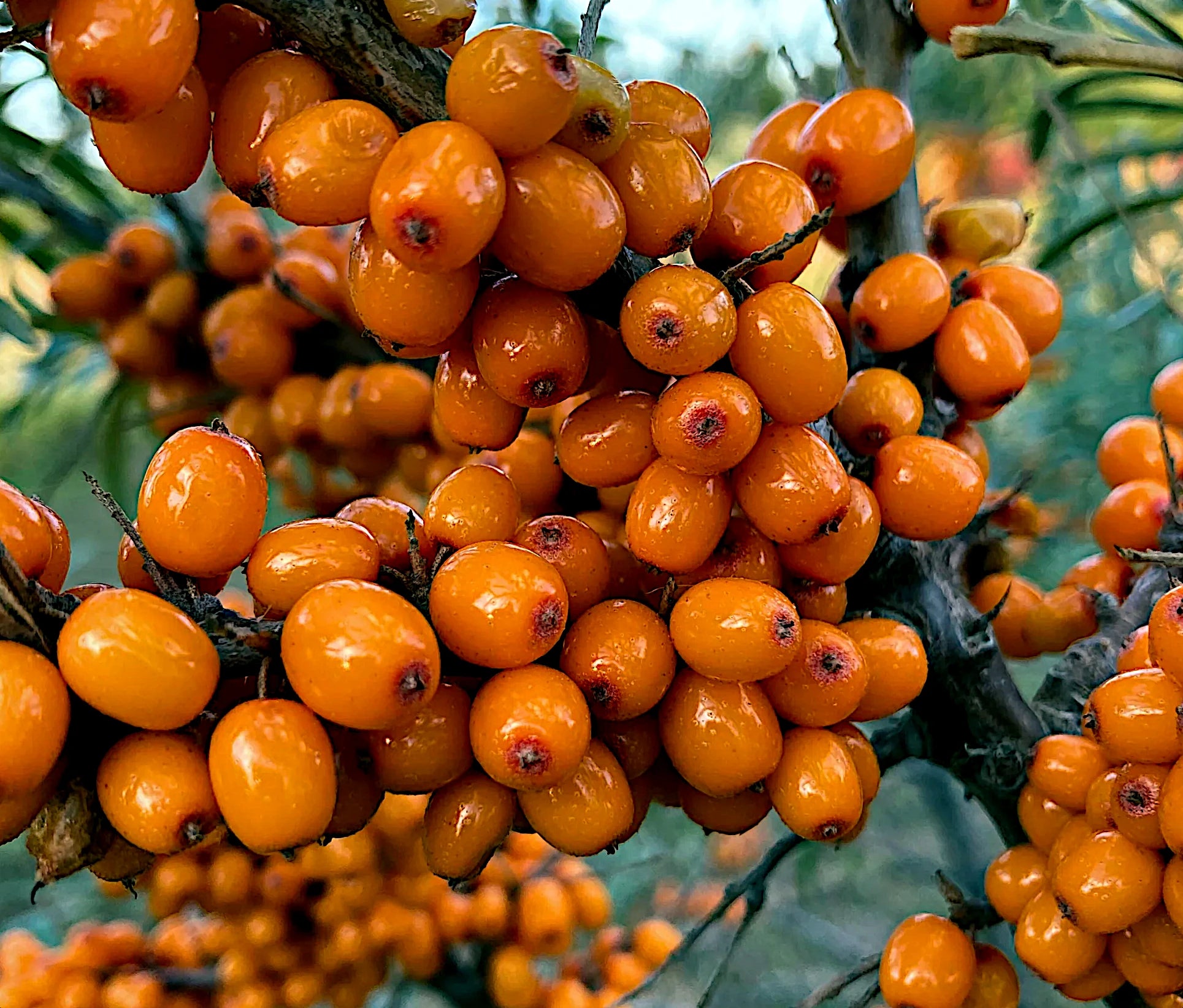 Close-up of bright orange Sea Buckthorn berries (Hippophae rhamnoides) on a branch with a blurred natural background