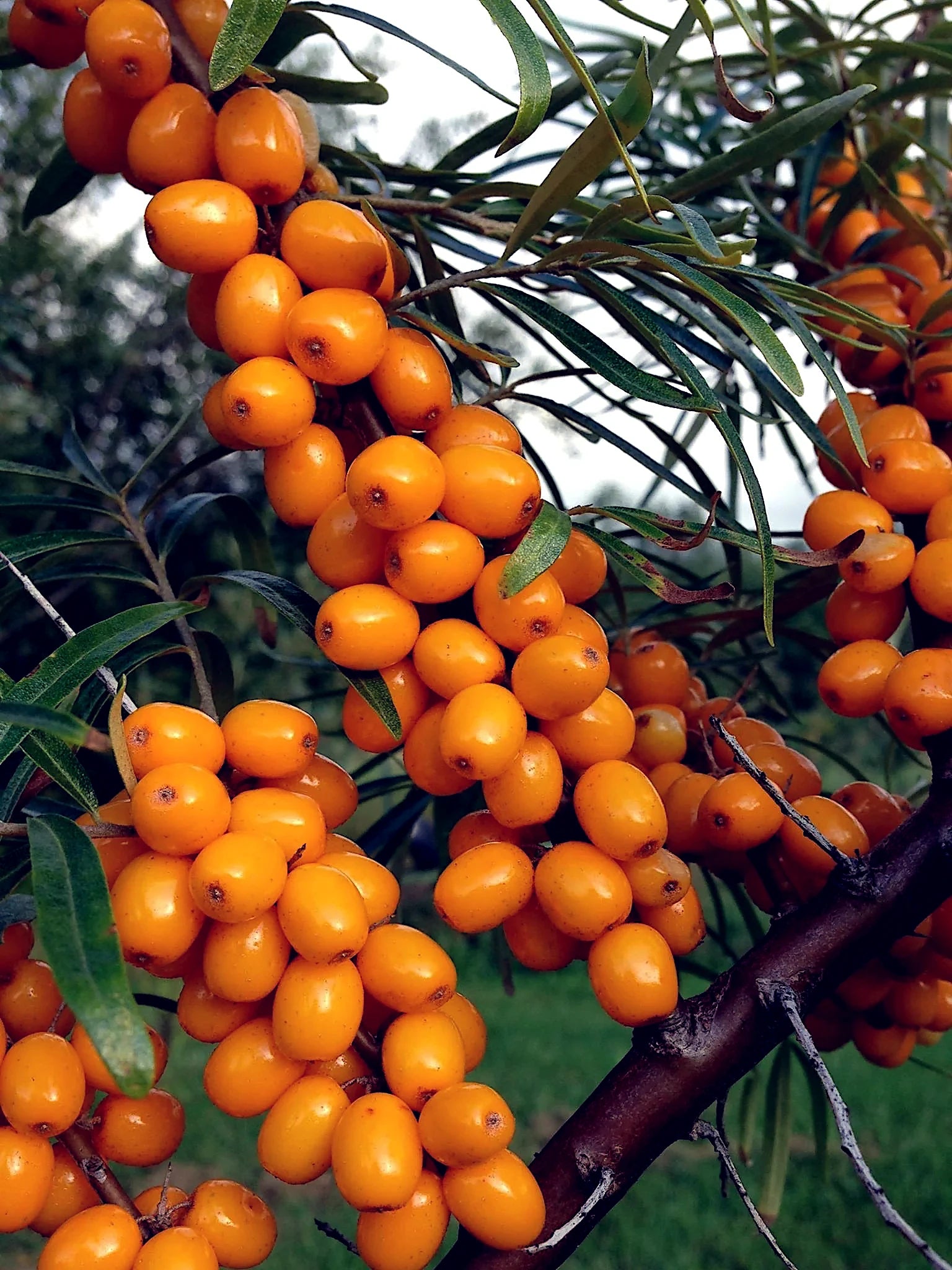 Cluster of bright orange Sea Buckthorn berries on a branch with green leaves.