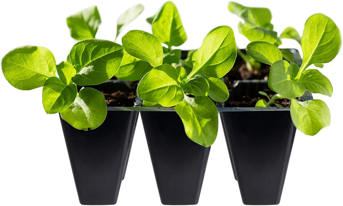 Three small black plastic seed starter trays containing bright green leafy seedlings, isolated on a white background.