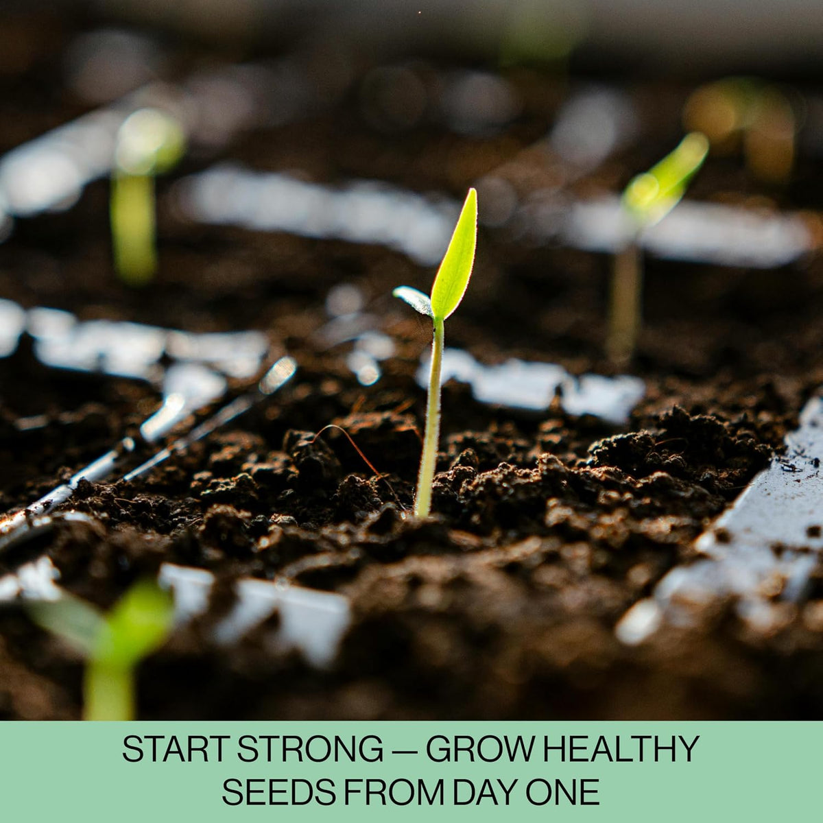Young seedlings grown in seed propagation trays emerging from soil with a motivational text overlay.