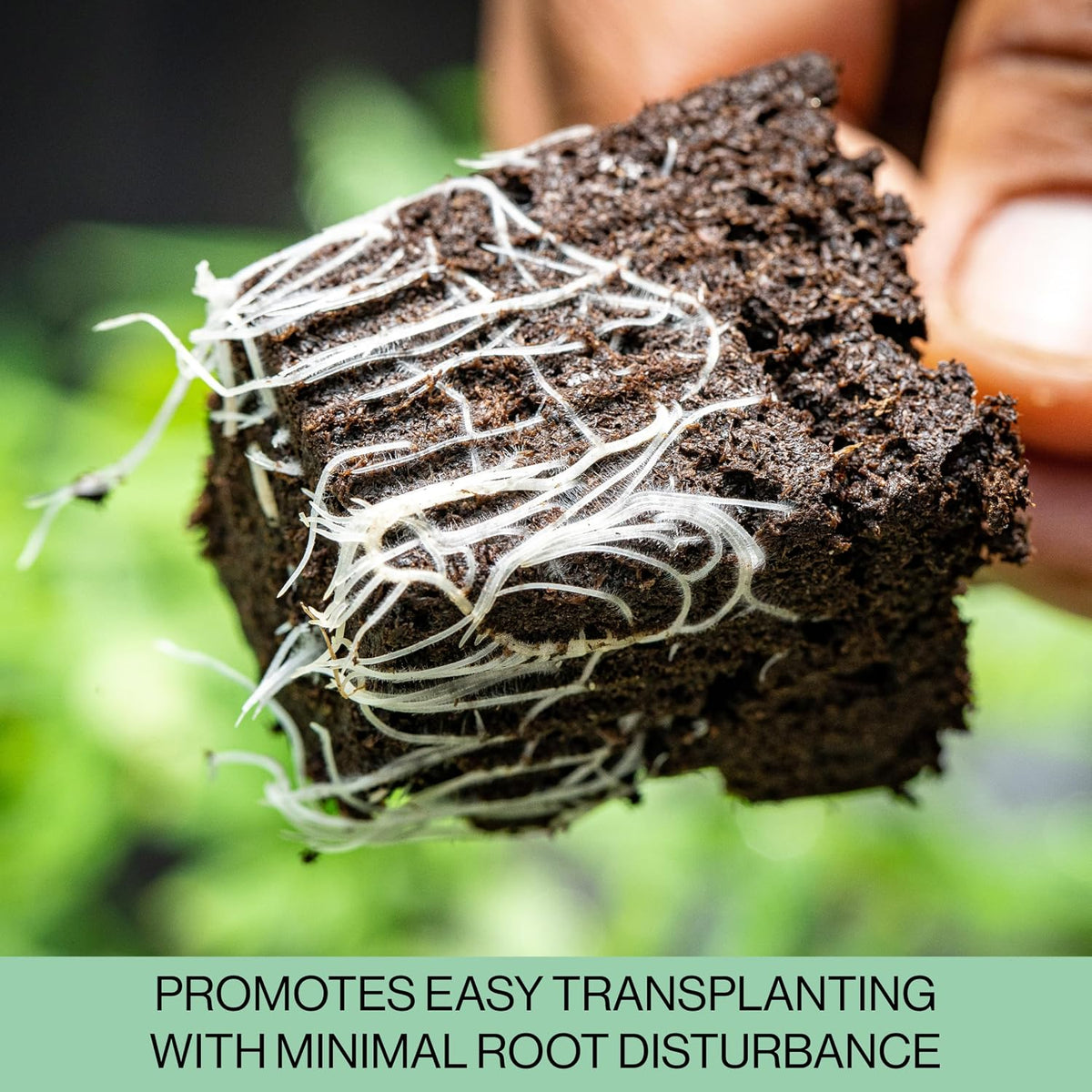 Block of soil with heatly root system after being grown in black plastic propagation tray against a blurred green background.