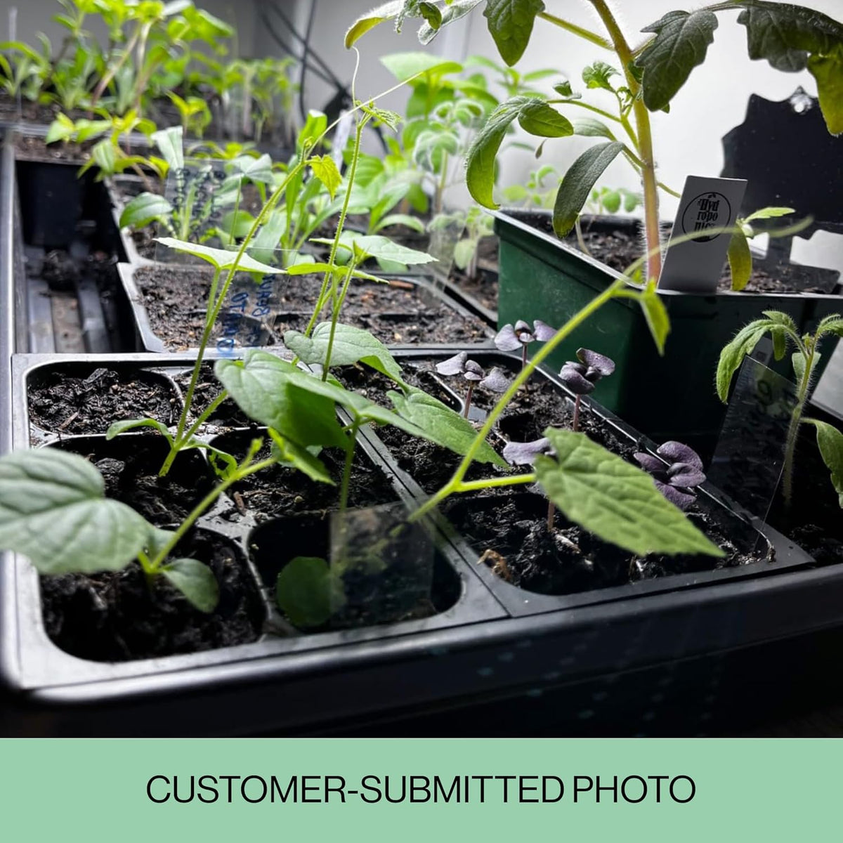Seedlings in trays with a greenhouse setting