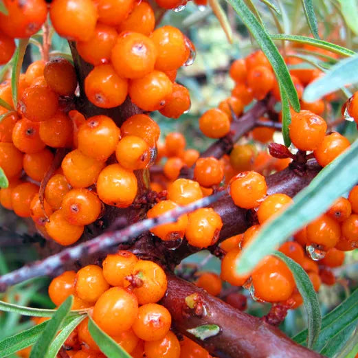 Close-up of bright orange Sea Buckthorn berries on a branch with green leaves.