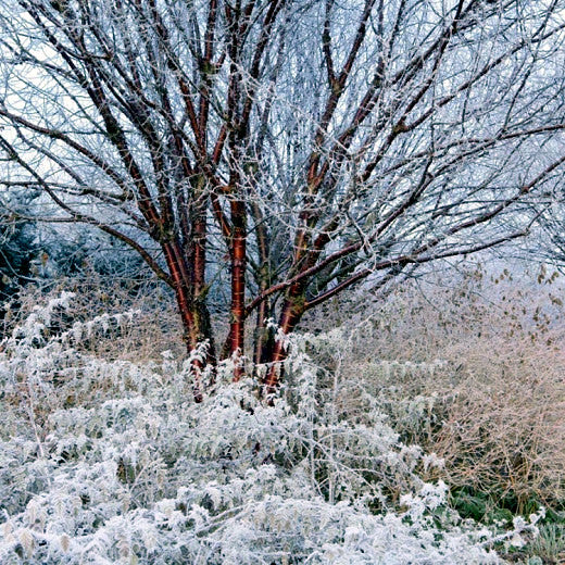 Tibetan Cherry Tree with bare branches and red bark surrounded by snow-covered bushes.
