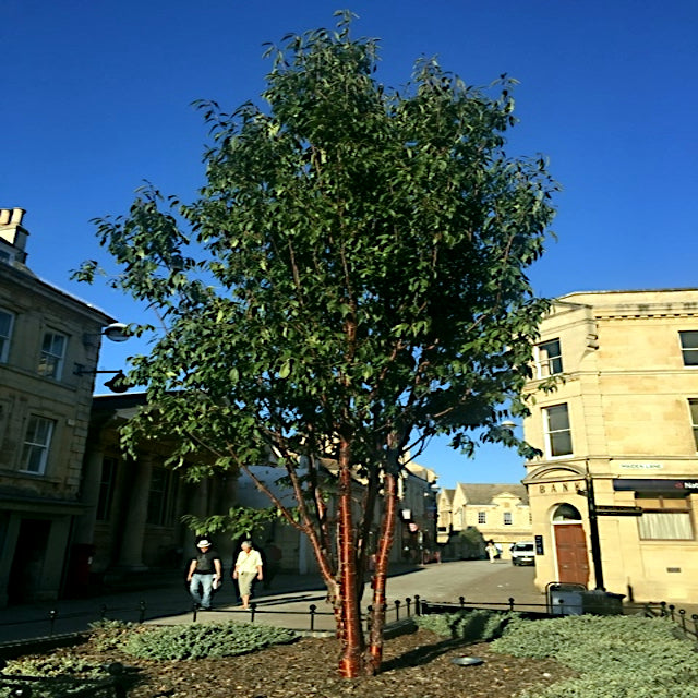 Tibetan Cherry Tree in a city square with buildings and people in the background