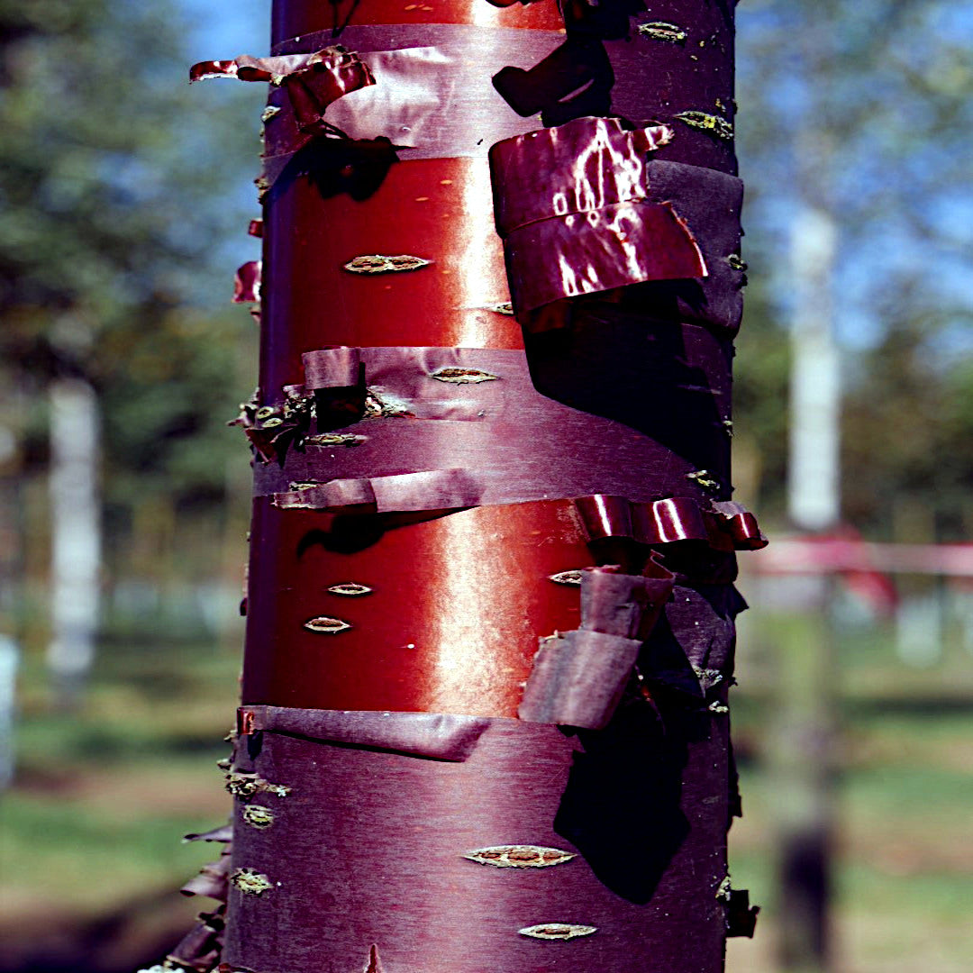 Close-up of a red Tibetan Cherry Tree with Paper bark peeling off of trunk. (Prunus serrula)