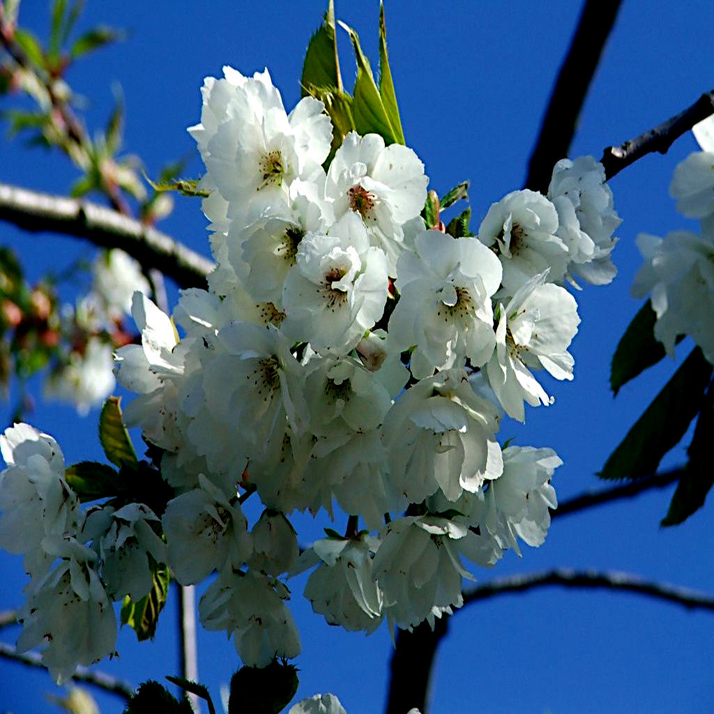 White flowers on a Tibetan Cherry tree branch against a clear blue sky. (Prunus serrula)