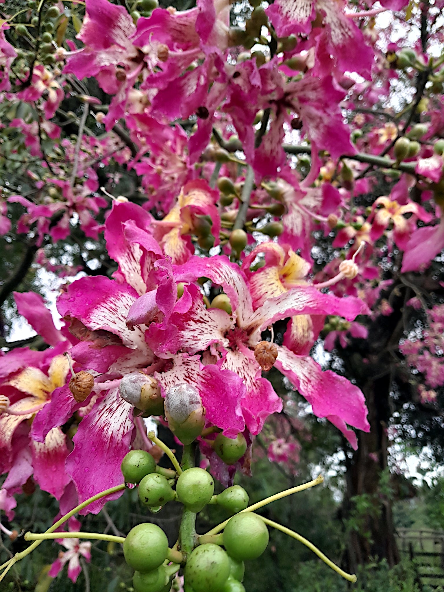 Close-up of Silk floss tree's pink orchid flowers with green buds on a tree. (Ceiba speciosa)