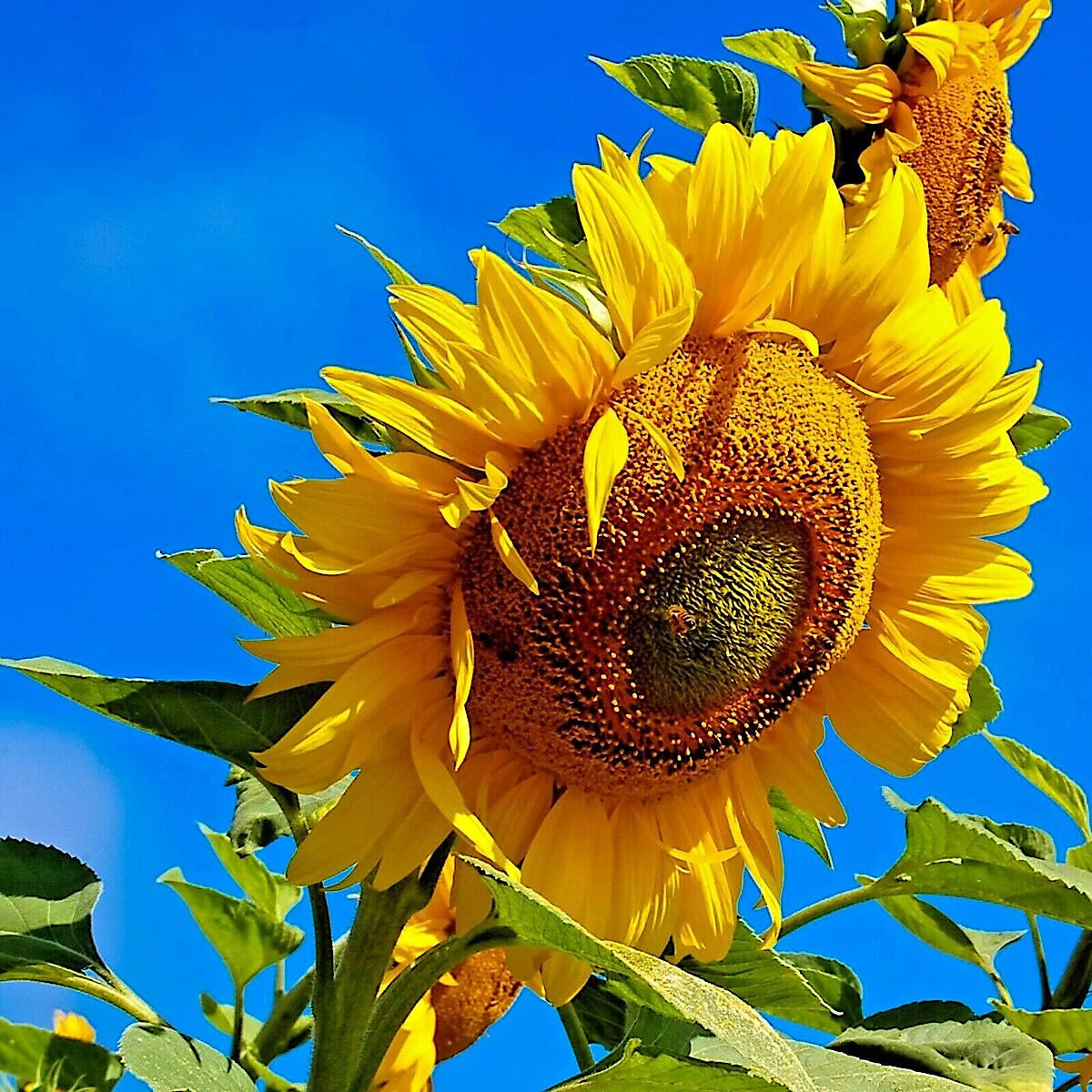 Giant Mammoth Grey Stripe Sunflower with a clear blue sky background. (Helianthus annuus)