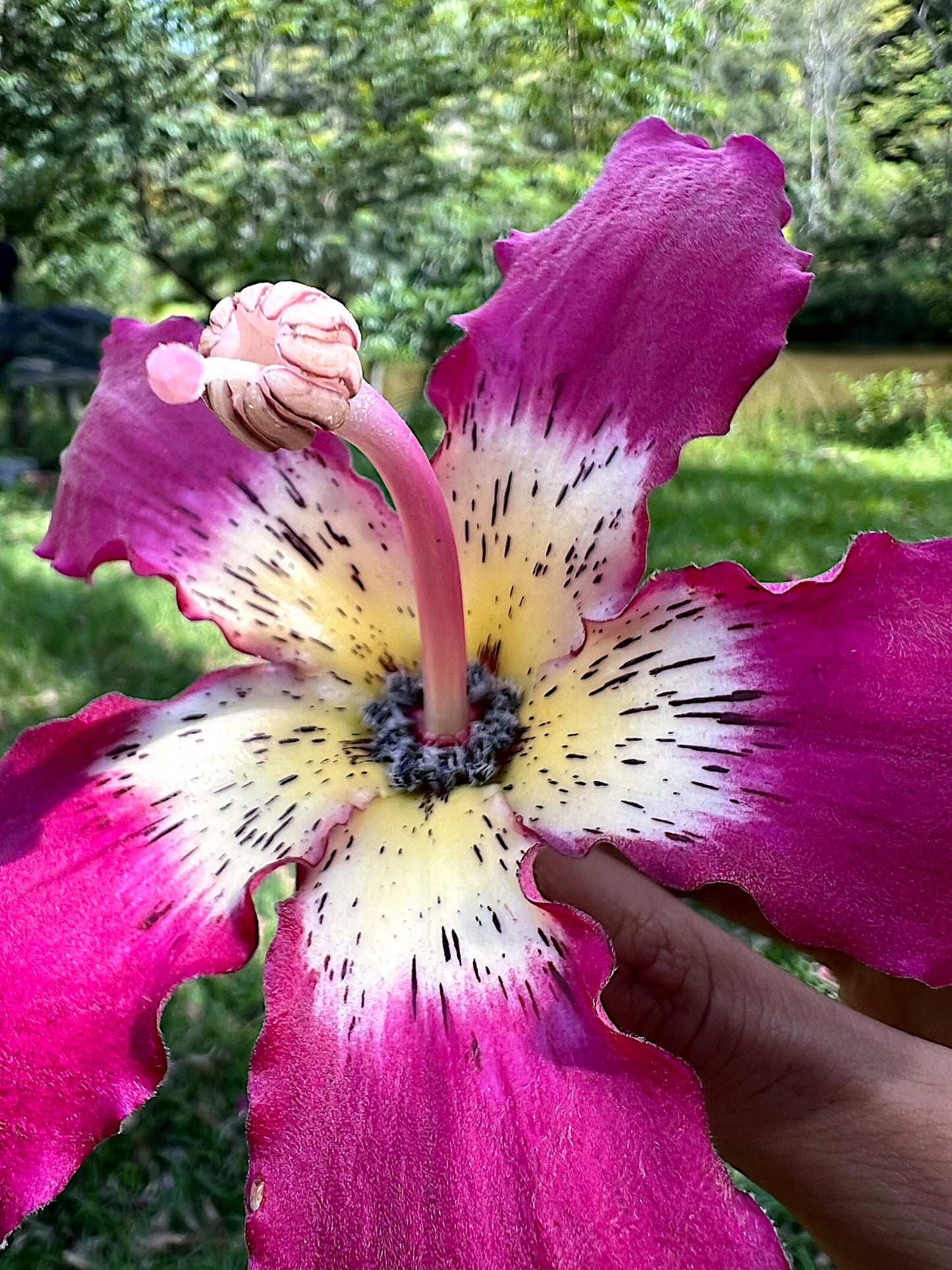 Close-up of a large Silk Tree pink and white orchid flower with a blurred natural background. (Ceiba speciosa)