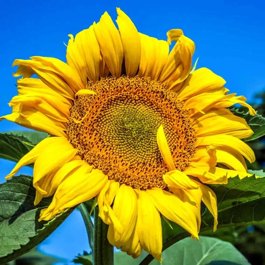 Giant Mammoth Grey Stripe Sunflower with a blue sky background