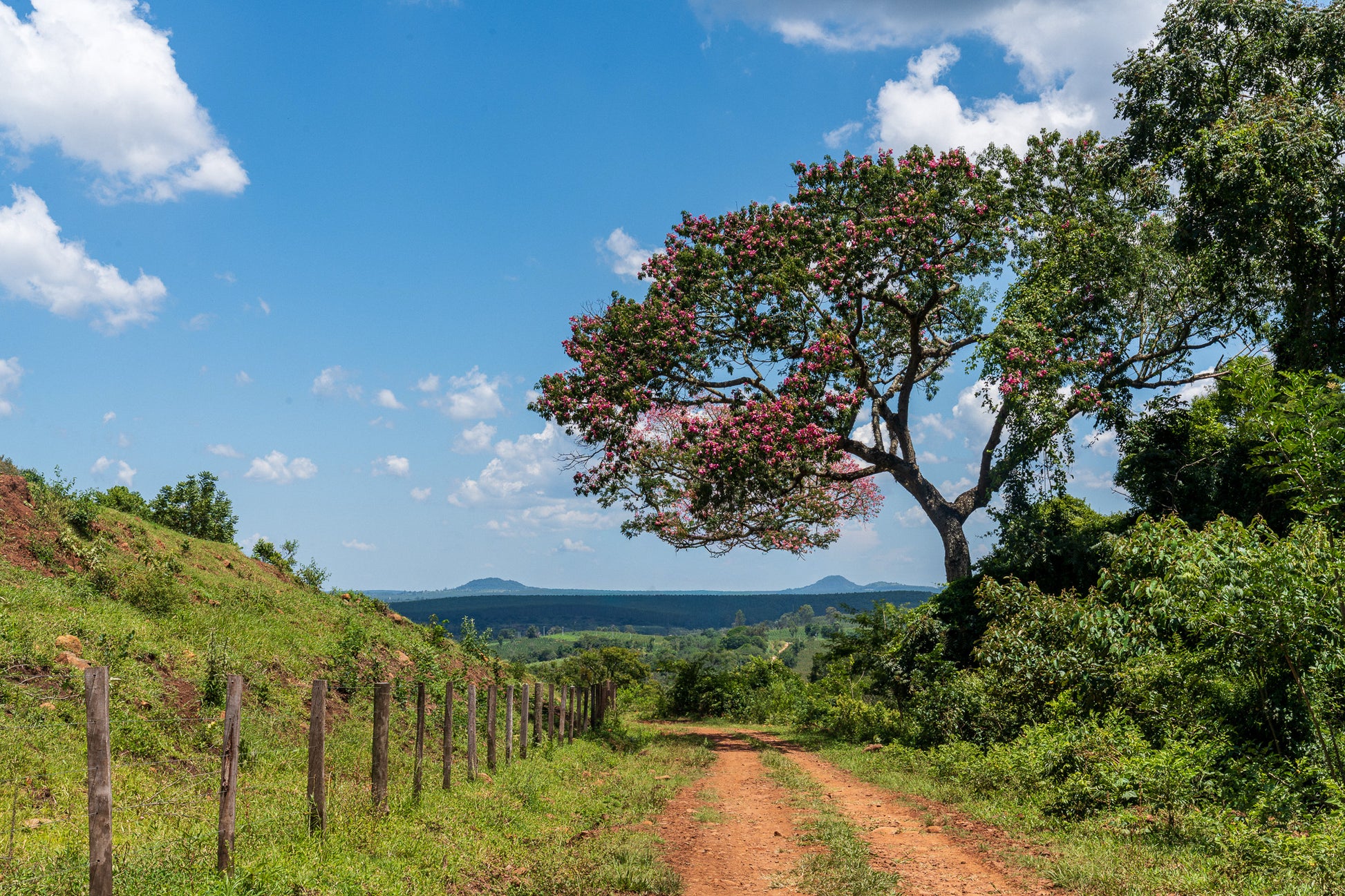 Scenic view of a dirt road leading to a Silk floss tree with pink flowers under a blue sky. (Ceiba speciosa)